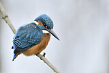 Image. Eisvogel