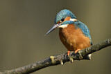 Image. Eisvogel