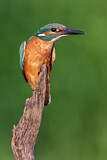 Image. Eisvogel