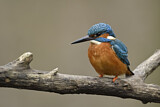 Image. Eisvogel