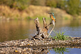 Image. Eisvogel