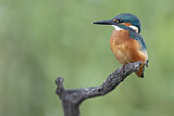 Image. Eisvogel