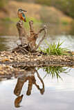 Image. Eisvogel