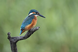 Image. Eisvogel