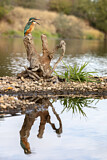 Image. Eisvogel