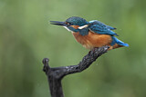 Image. Eisvogel
