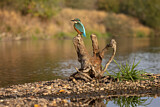 Image. Eisvogel