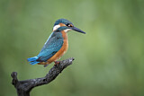 Image. Eisvogel