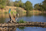 Image. Eisvogel