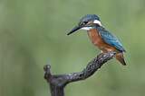 Image. Eisvogel