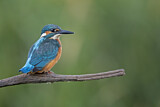 Image. Eisvogel