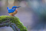 Image. Eisvogel