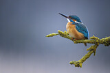 Image. Eisvogel