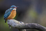 Image. Eisvogel