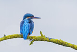 Image. Eisvogel