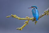 Image. Eisvogel