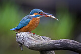 Image. Eisvogel