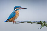 Image. Eisvogel