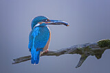 Image. Eisvogel