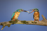 Image. Eisvogel