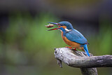 Image. Eisvogel