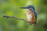 Image. Eisvogel