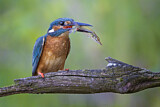Image. Eisvogel