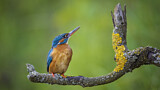 Image. Eisvogel