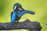 Image. Eisvogel