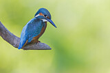 Image. Eisvogel