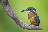 Image. Eisvogel