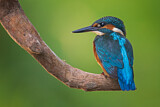 Image. Eisvogel