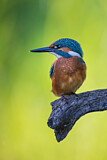 Image. Eisvogel