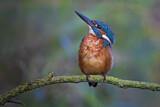 Image. Eisvogel