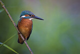 Image. Eisvogel
