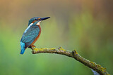 Image. Eisvogel