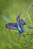Image. Eisvogel