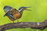Image. Eisvogel