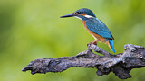 Image. Eisvogel