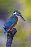Image. Eisvogel