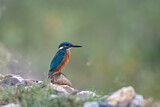 Image. Eisvogel