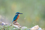 Image. Eisvogel