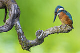 Image. Eisvogel