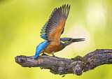 Image. Eisvogel