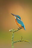 Image. Eisvogel