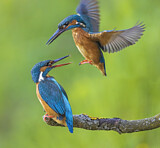 Image. Eisvogel