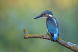 Image. Eisvogel
