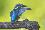 Image. Eisvogel