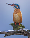 Image. Eisvogel