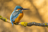 Image. Eisvogel